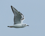 Bonaparte's Gull (first summer) flying, Farmoor