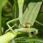 Praying Mantis (Mantis religiosa) gravid female devouring another gravid female