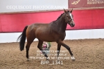 BPP_1341