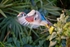 Wood Duck In Flight