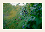 Borago and Asparagus