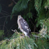 11th Sept Female Sparrowhawk