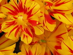 P40500650123
