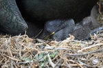 Shag chick