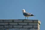 Common Gull