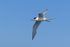 White-fronted Tern (adult) in flight, Kaikoura, New Zealand