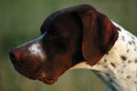 English Pointer.