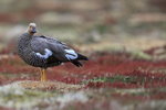 Upland Goose (female), Sea Lion Island, Falklands