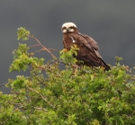 Marsh Harrier