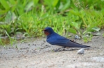 Swallow