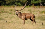 Red Deer