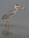 Grey Heron with a Perch