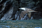 Peruvian Booby in flight, Chile