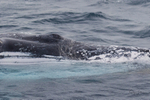 Humpback Eye 1. 0A3A0628