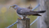 CUCKOO MEGA 8