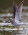Lesser Yellowlegs (juvenile) stretching and showing it's underwings