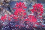 Indian Paintbrush