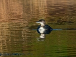 Great Northern Diver