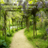 Wisteria Walk