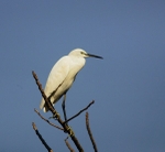 Little Egret