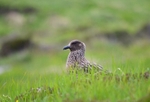 Great Skua