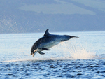 Bottlenose Dolphin jumps carrying fish, Chanonry Point, Scotland