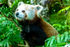 Red Panda - P1100603