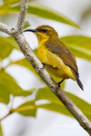 Olive Backed Sunbird 301115 1