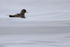 White-chinned Petrel floating on calm sea, Chile