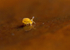 Sminthurinus aureus