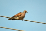 Turtle Dove