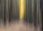Intentional Camera Movement at Ballinastoe Woods, County Wicklow.