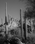 Sonoran Desert