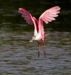Birds-001