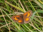 Gatekeeper