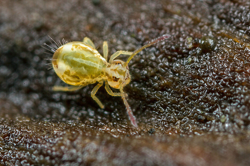 Springtail [i]Calvatomina nr. superba[/i] on a headstone in a churchyard. Staffordshire, January 2016.