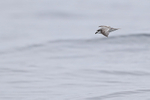 Masatierra Petrel low over waves, Pacific Ocean, Chile
