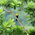 Keel-billed Toucan, Gamboa, Panama