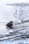 American Dipper portfolio