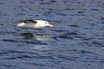 Black-browed Albatross gliding low over sea, West Point Island