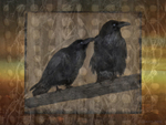 Raven Pair