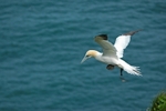 Gannet