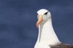 Black-browed Albatross blue sea background, West Point Island
