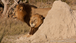 Okavango brothers