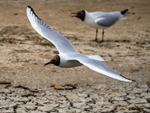 Black-headed Gull