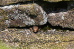 Common Lizard hiding in a wall.   ref 0239