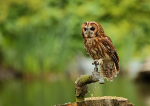 Tawny Owl