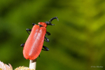 Beetles portfolio