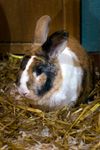 Rabbit - 0875