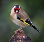 Goldfinch